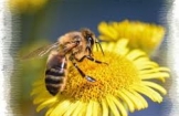 Konkurs "Bliżej pszczół"