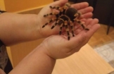 Żywe pająki i skorpiony na wyciągnięcie ręki